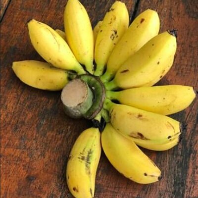 Musa mannii - Mini Bananeira, Mini Bananinha, Baby Banana, Indian Dwarf Banana