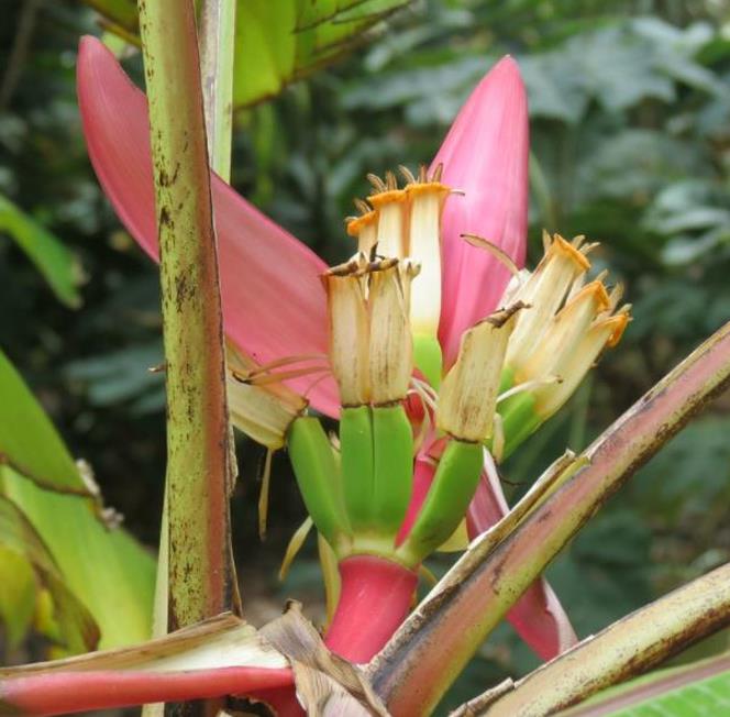 Musa mannii - Mini Bananeira, Mini Bananinha, Baby Banana, Indian Dwarf Banana - Imagem 2