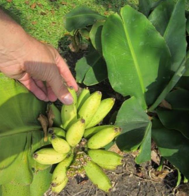 Musa mannii - Mini Bananeira, Mini Bananinha, Baby Banana, Indian Dwarf Banana - Imagem 3