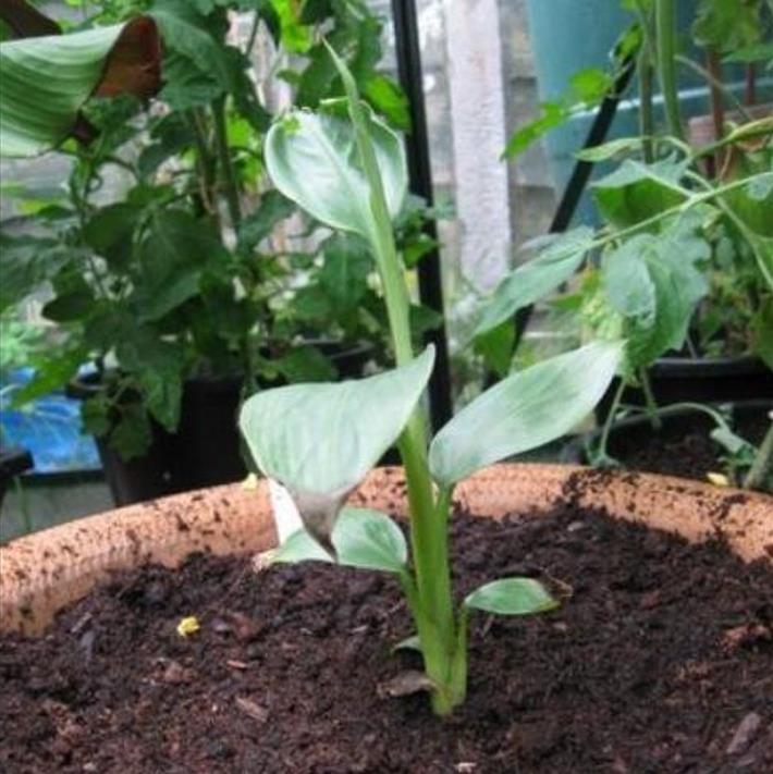 Musa mannii - Mini Bananeira, Mini Bananinha, Baby Banana, Indian Dwarf Banana - Imagem 4