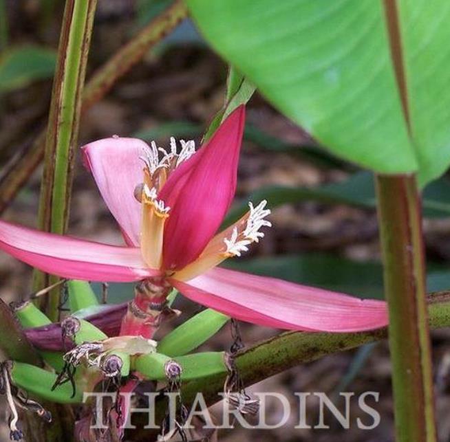 Musa mannii - Mini Bananeira, Mini Bananinha, Baby Banana, Indian Dwarf Banana - Imagem 5