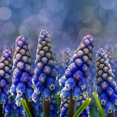 Muscari armeniacum - Jacinto Uva, Jacinto de uva Armênio