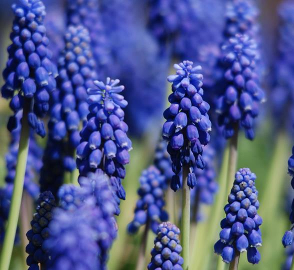 Muscari armeniacum - Jacinto Uva, Jacinto de uva Armênio - Imagem 2