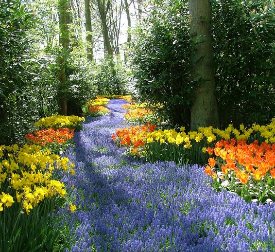 Muscari armeniacum - Jacinto Uva, Jacinto de uva Armênio - Imagem 3