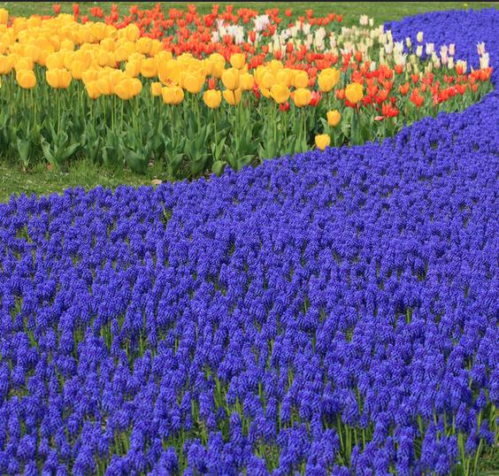 Muscari armeniacum - Jacinto Uva, Jacinto de uva Armênio - Imagem 4