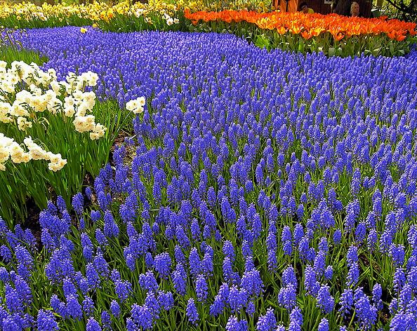 Muscari armeniacum - Jacinto Uva, Jacinto de uva Armênio - Imagem 5