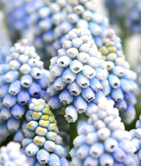 Muscari aucheri Ocean Magic - Jacinto Uva Oceano Mágico - Imagem 2