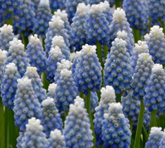 Muscari aucheri Ocean Magic - Jacinto Uva Oceano Mágico - Imagem 3