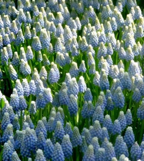 Muscari aucheri Ocean Magic - Jacinto Uva Oceano Mágico - Imagem 4