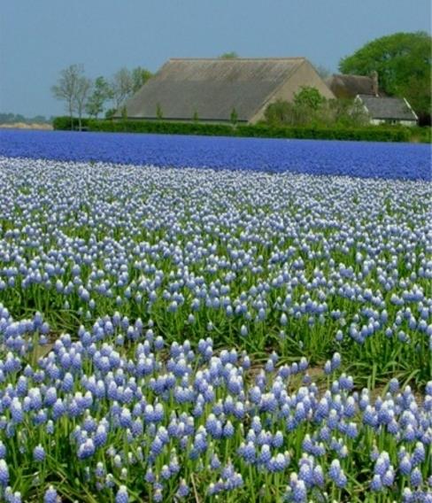 Muscari aucheri Ocean Magic - Jacinto Uva Oceano Mágico - Imagem 5