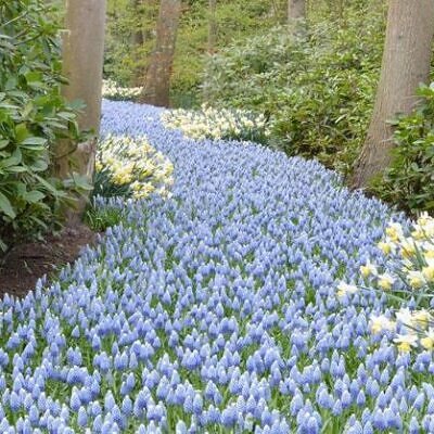 Muscari aucheri Ocean Magic - Jacinto Uva Oceano Mágico