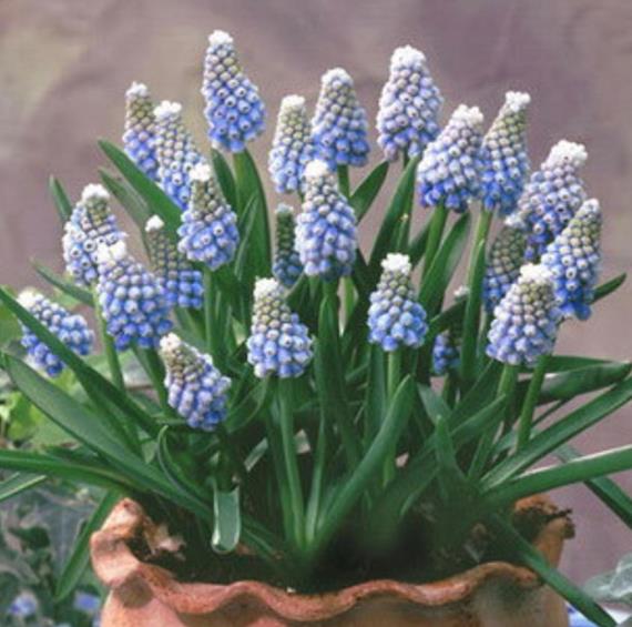 Muscari aucheri Ocean Magic - Jacinto Uva Oceano Mágico - Imagem 6