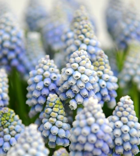 Muscari aucheri Ocean Magic - Jacinto Uva Oceano Mágico - Imagem 7