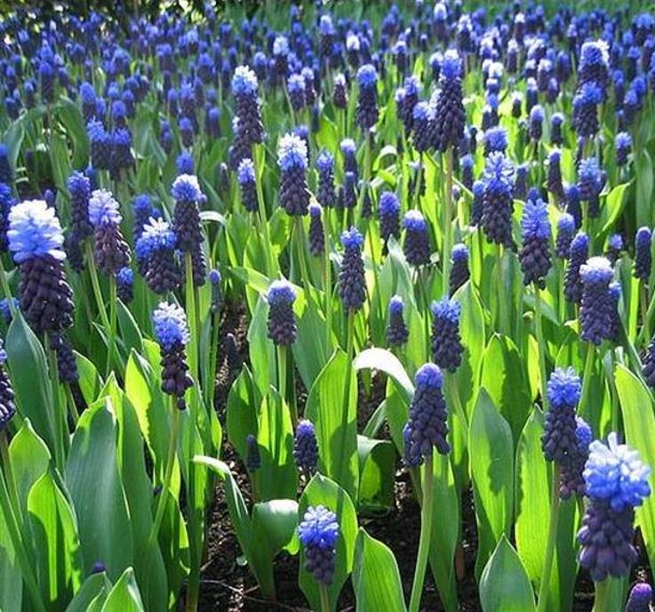 Muscari latifolium - Jacinto Uva de Folha Larga - Imagem 2