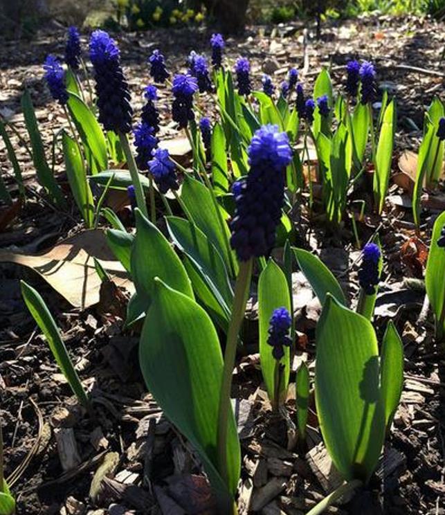 Muscari latifolium - Jacinto Uva de Folha Larga - Imagem 3
