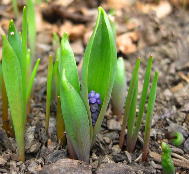 Muscari latifolium - Jacinto Uva de Folha Larga - Imagem 4