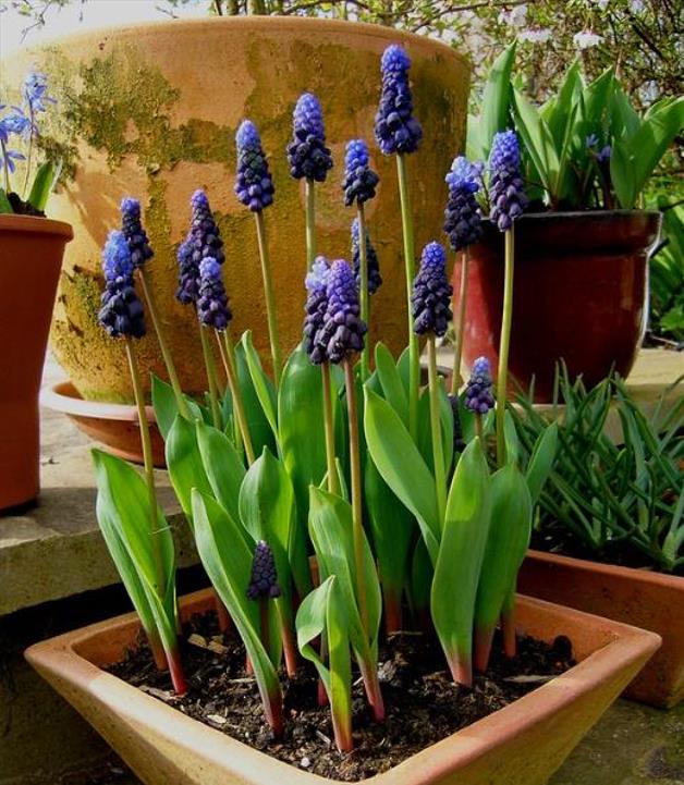 Muscari latifolium - Jacinto Uva de Folha Larga - Imagem 5