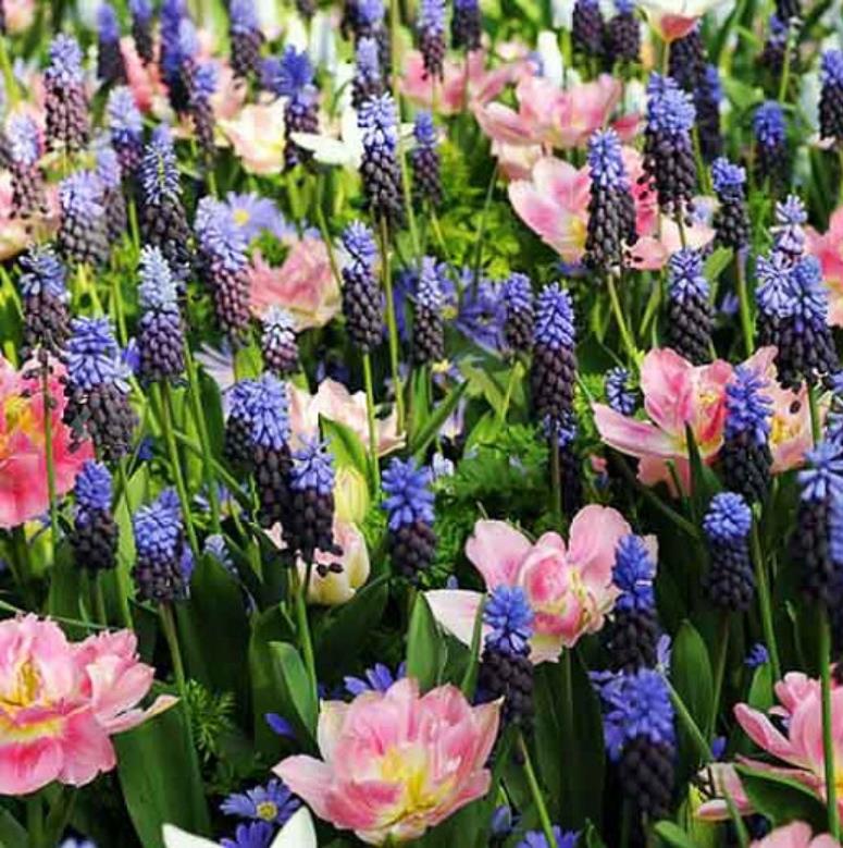 Muscari latifolium - Jacinto Uva de Folha Larga - Imagem 6