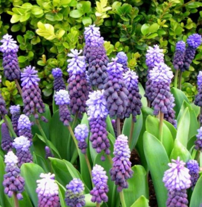 Muscari latifolium - Jacinto Uva de Folha Larga - Imagem 7