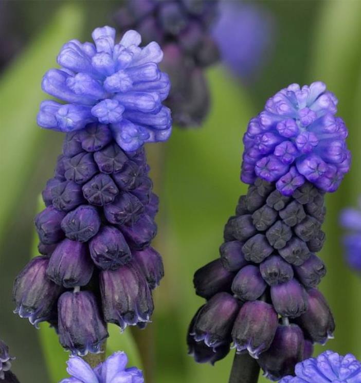 Muscari latifolium - Jacinto Uva de Folha Larga - Imagem 8