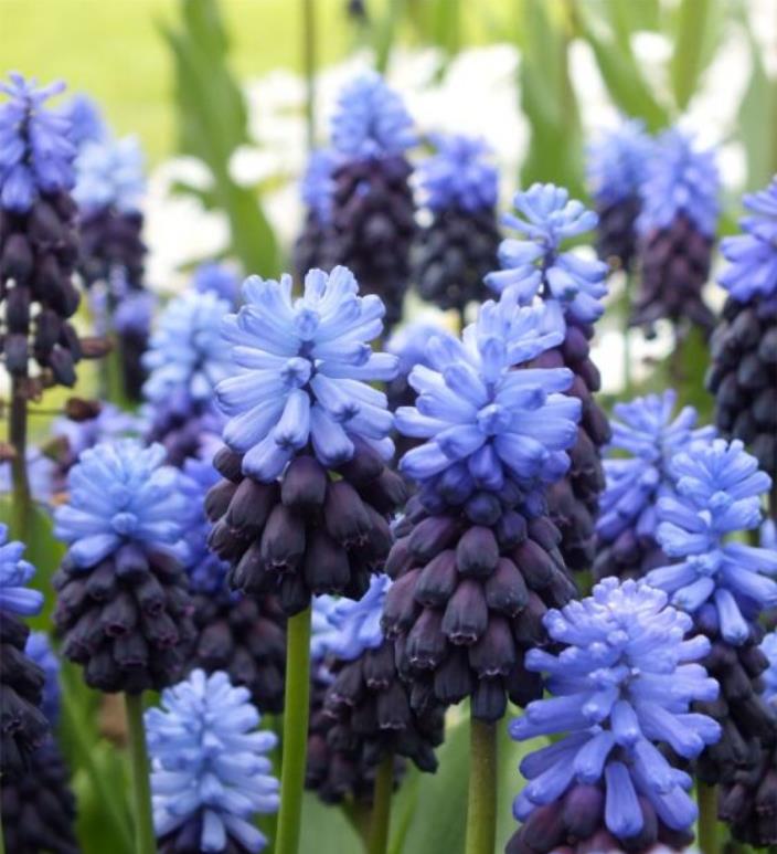 Muscari latifolium - Jacinto Uva de Folha Larga - Imagem 9