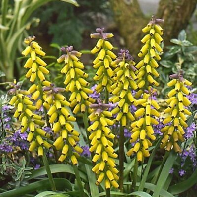 Muscari macrocarpum Golden Fragance - Jacinto Uva Dourado, Jacinto Uva Fragrância de Ouro