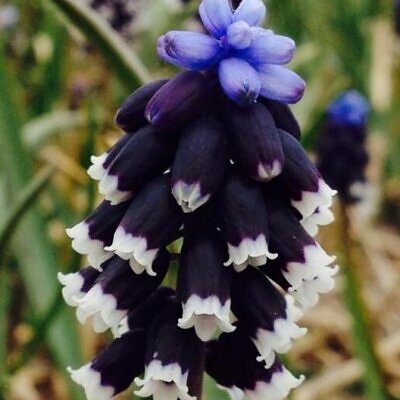 Muscari neglectum - Jacinto Uva Tricolor, Jacinto Uva Azul Negro