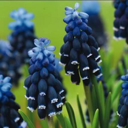 Muscari neglectum - Jacinto Uva Tricolor, Jacinto Uva Azul Negro - Imagem 2
