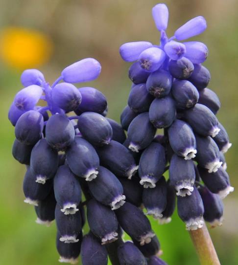 Muscari neglectum - Jacinto Uva Tricolor, Jacinto Uva Azul Negro - Imagem 3