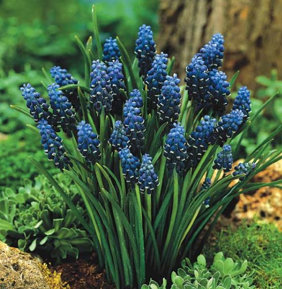 Muscari neglectum - Jacinto Uva Tricolor, Jacinto Uva Azul Negro - Imagem 4