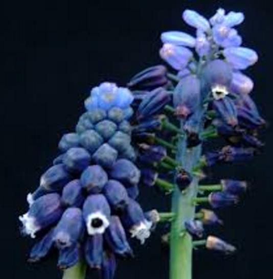 Muscari neglectum - Jacinto Uva Tricolor, Jacinto Uva Azul Negro - Imagem 5