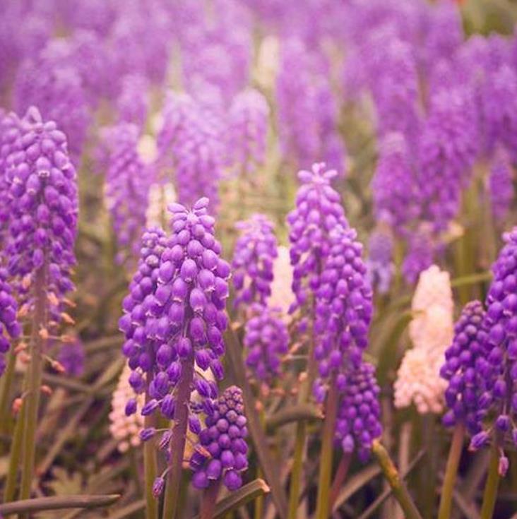 Muscari spp Mix - Jacinto Uva Floração Mix - Imagem 2