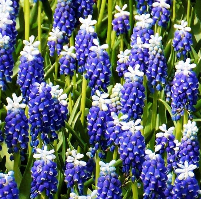 Muscari spp Mix - Jacinto Uva Floração Mix - Imagem 3
