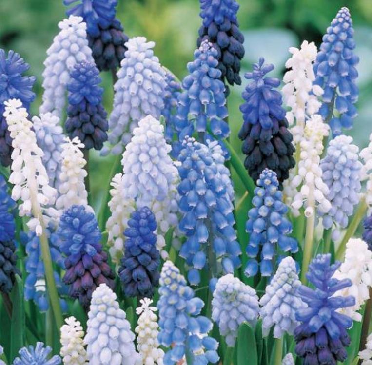 Muscari spp Mix - Jacinto Uva Floração Mix - Imagem 4