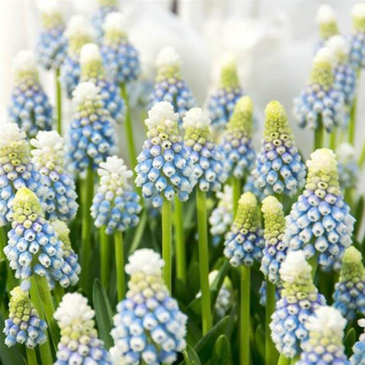 Muscari spp Mix - Jacinto Uva Floração Mix - Imagem 5