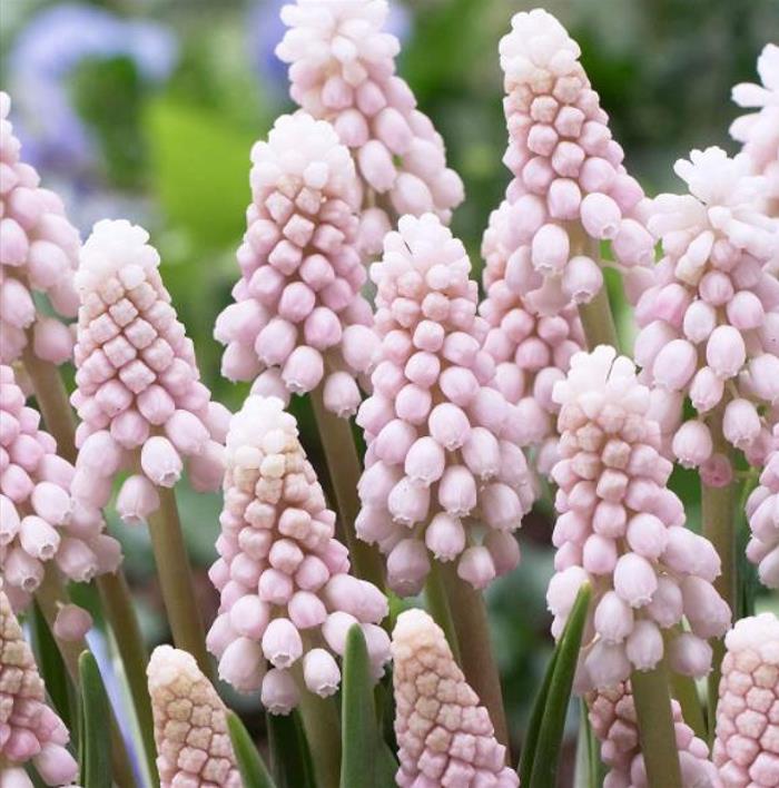 Muscari spp Mix - Jacinto Uva Floração Mix - Imagem 6