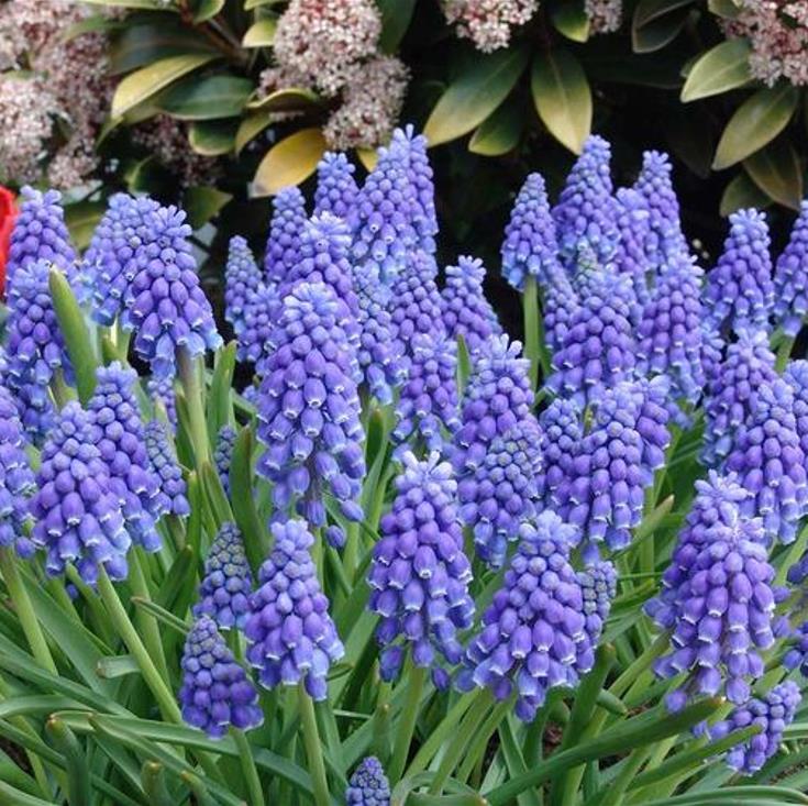 Muscari spp Mix - Jacinto Uva Floração Mix - Imagem 7