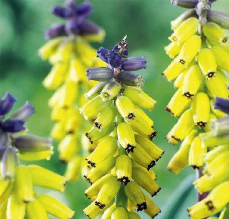Muscari spp Mix - Jacinto Uva Floração Mix - Imagem 8