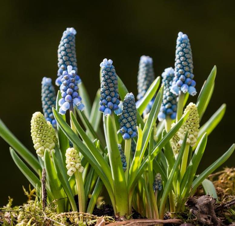 Muscari spp Mix - Jacinto Uva Floração Mix - Imagem 9