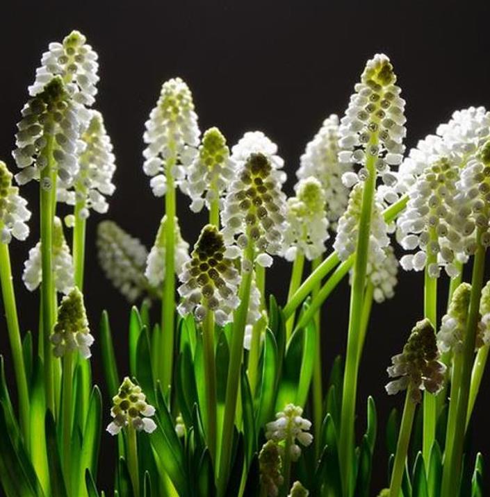 Muscari spp Mix - Jacinto Uva Floração Mix - Imagem 10