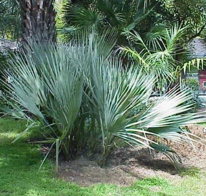 Nannorrhops ritchiana - Palmeira Azul, Palmeira Prata, Mazari Palm - Imagem 2