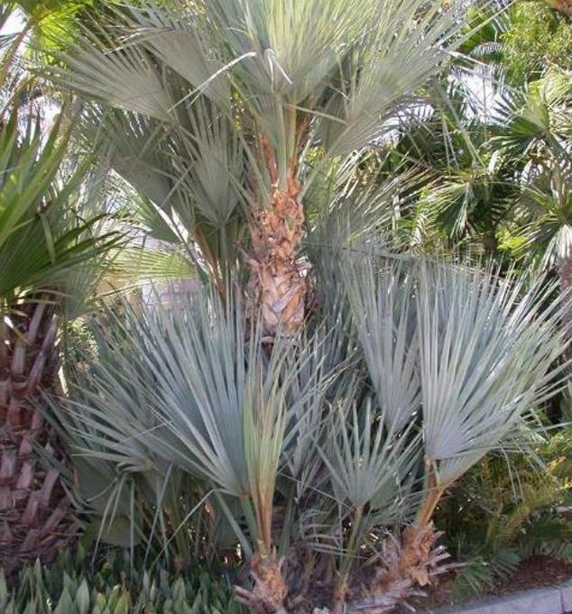 Nannorrhops ritchiana - Palmeira Azul, Palmeira Prata, Mazari Palm - Imagem 8