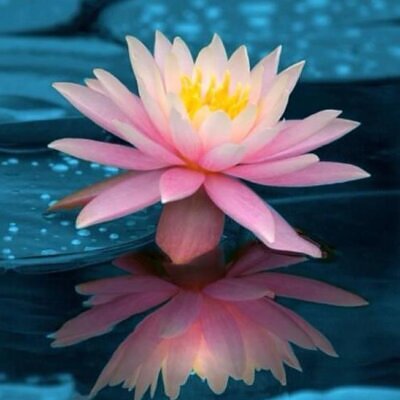 Nelumbo nucifera - Lótus, Flor de Lótus, Lótus Sagrado, Lótus-da-Índia