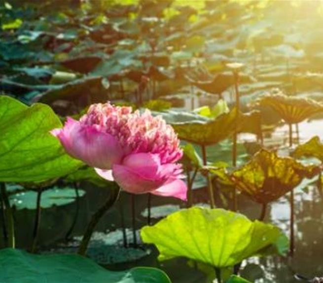 Nelumbo nucifera 'Roseum Plenum' - Lótus Rosa Plena , Flor de Lótus Rosa Dobrada, Lótus Sagrado, Lótus-da-Índia - Imagem 2