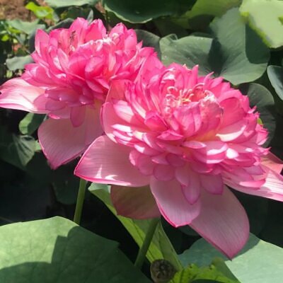 Nelumbo nucifera 'Roseum Plenum' - Lótus Rosa Plena , Flor de Lótus Rosa Dobrada, Lótus Sagrado, Lótus-da-Índia