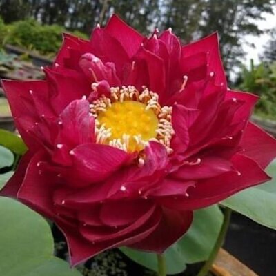 Nelumbo nucifera 'Vermelha' - Lótus Vermelha , Flor de Lótus Vermelha, Lótus Sagrado, Lótus-da-Índia