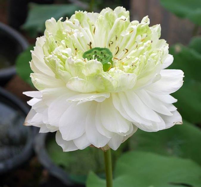 Nelumbo nucifera 'White Plenum' - Lótus Branca Plena , Flor de Lótus Branca Dobrada, Lótus Sagrado, Lótus-da-Índia - Imagem 2