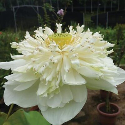 Nelumbo nucifera 'White Plenum' - Lótus Branca Plena , Flor de Lótus Branca Dobrada, Lótus Sagrado, Lótus-da-Índia
