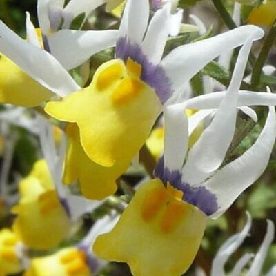 Nemesia cheiranthus Mascarade - Arlequim mascarado, Jóia do cabo mascarado, Nemésia mascarada, Baile de máscaras