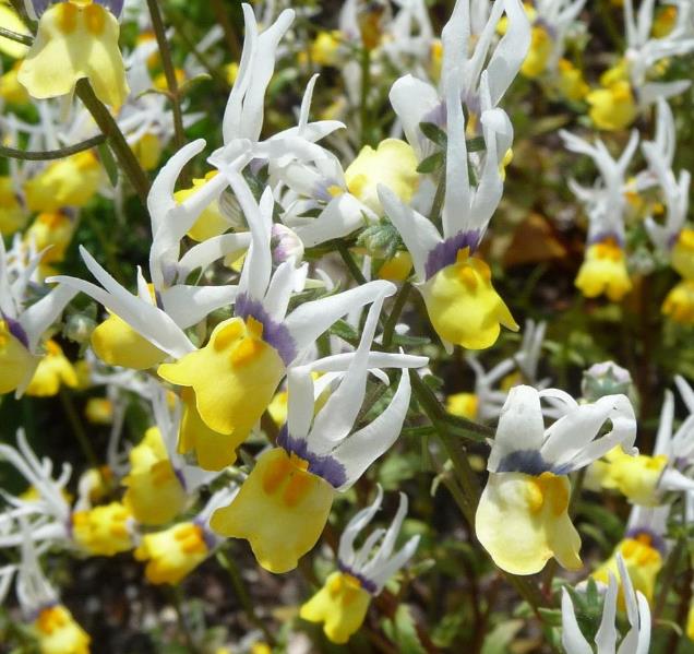 Nemesia cheiranthus Mascarade - Arlequim mascarado, Jóia do cabo mascarado, Nemésia mascarada, Baile de máscaras - Imagem 3